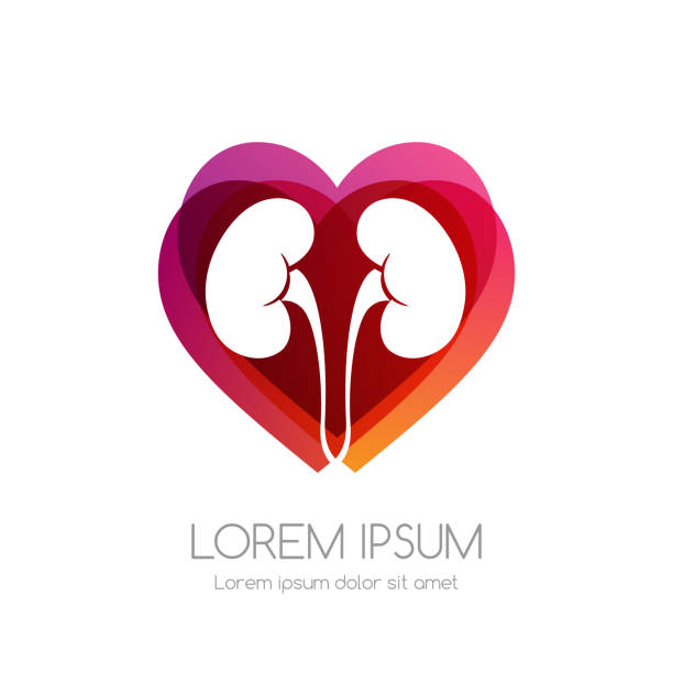 Medical emblem. Health care vector icon. Kidneys with red abstract shape. Medical emblem. Health care vector icon. human kidney stock illustrations