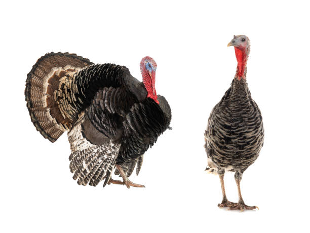 istock male and female turkeys isolated on a white 1282424953