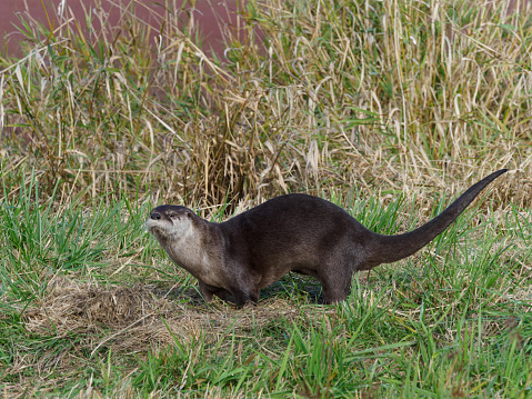A river Otter ( Lontra canadensis ) walking on grass. Edited.