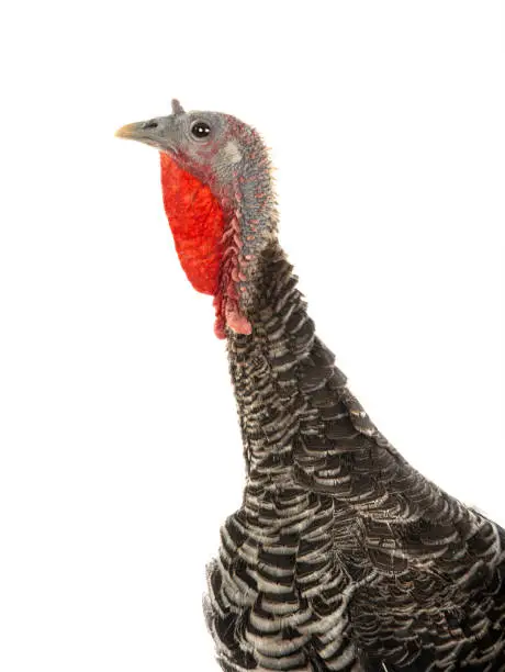 portrait female turkey isolated on white background.
