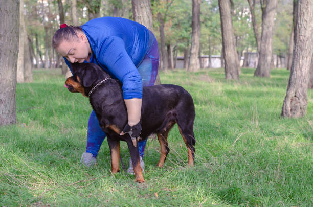 istock Part 2 of 5. Exterior stance training for Rottweiler dog. 1282425741