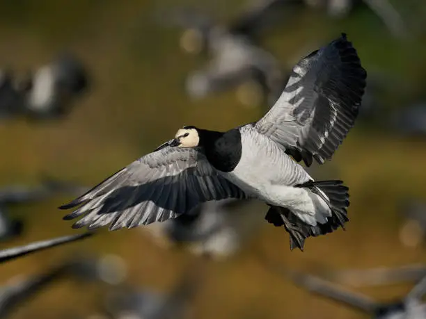 Barnacle goose in its natural habitat