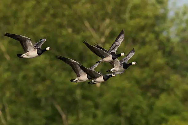Barnacle geese in flight in their habitat in Denmark