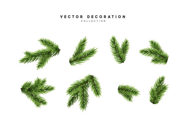 흰색 배경, 소나무 전나무 가지에 고립 된 크리스마스 트리를 설정합니다. 소나무 가지, 나뭇가지, 전나무 수분 - 전나무 stock illustrations