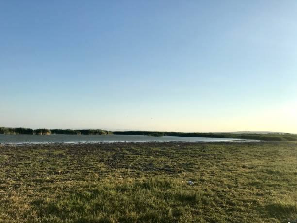 istock reeds by the lake 1282429793