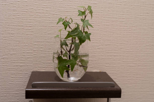 Ivy decorated in a glass cup