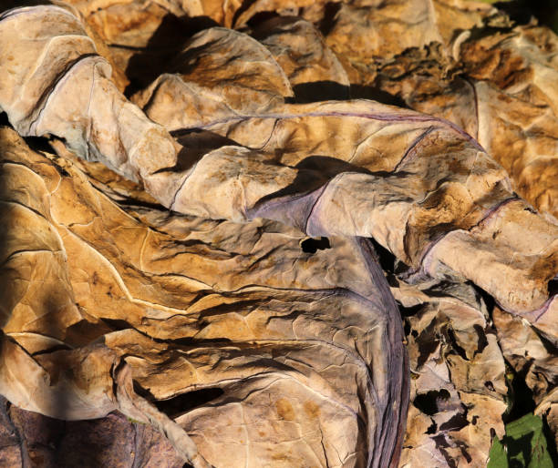 istock Yellowed leaves in autumn. Abstract nature background texture. 1282430081