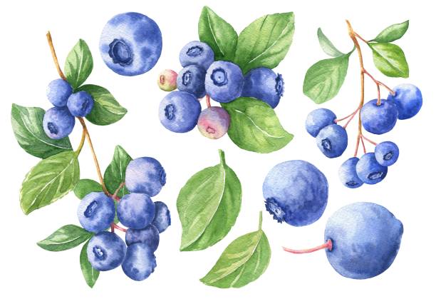 흰색 배경에 고립 된 손으로 그린 수채화 블루 베리 세트. 음식 일러스트레이션. - white background food nature macro stock illustrations
