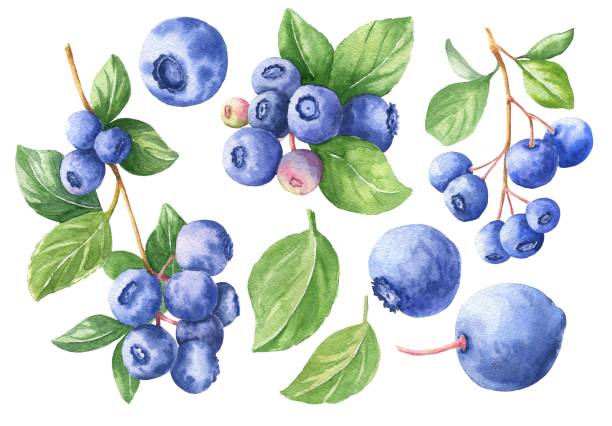 ręcznie rysowane akwarela blueberry zestaw izolowane na białym tle. ilustracja żywności. - white background food nature macro stock illustrations