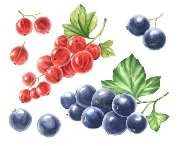 istock Watercolor set of black and red currant berries isolated on white background. Hand drawn botanical illustration. 1282431219