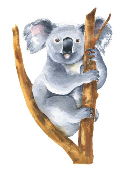 白い背景に隔離された木の上に手描きの水彩画コアラ。動物のイラスト。 - koala australia animal isolated点のイラスト素材／クリップアート素材／マンガ素材／アイコン素材
