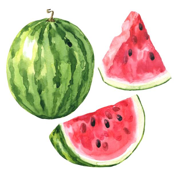 白い背景に分離されたカットとスライスと水彩画スイカ。手描きの水彩画食品イラスト。 - watermelon点のイラスト素材／クリップアート素材／マンガ素材／アイコン素材