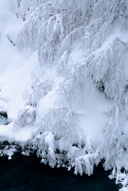 winter view of the river, snow-covered trees above the river, frosty and snow-covered trees, wonderful winter picture, christmas card