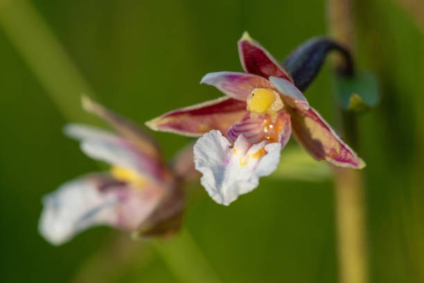 The close-up of Epipactis palustris (marsh helleborine)
