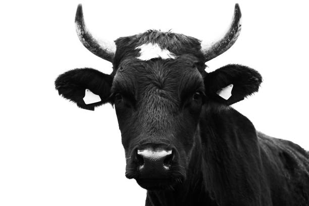 istock Portrait of a young bull, black. Monochrome image. 1282433284