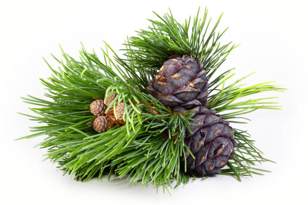 istock Siberian pine cones with nuts, close-up. 1282435420