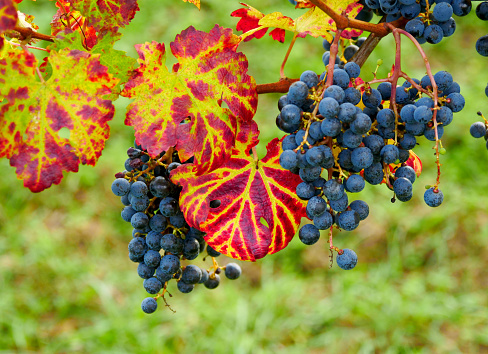 Blue grapes and colorful autumn leaves