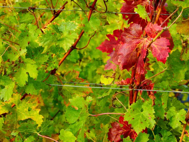 Background image of autumn leaves in vineyard
