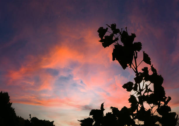 Background image of autumn leaves in vineyard against sunset