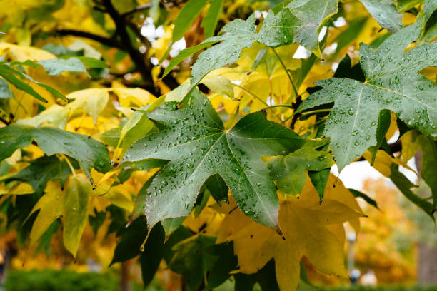 istock Background of multicolored leaves in morning light 1282437706