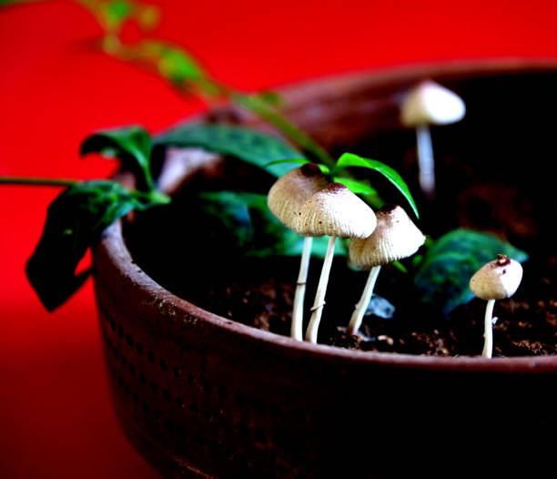 Mushrooms in the home pot