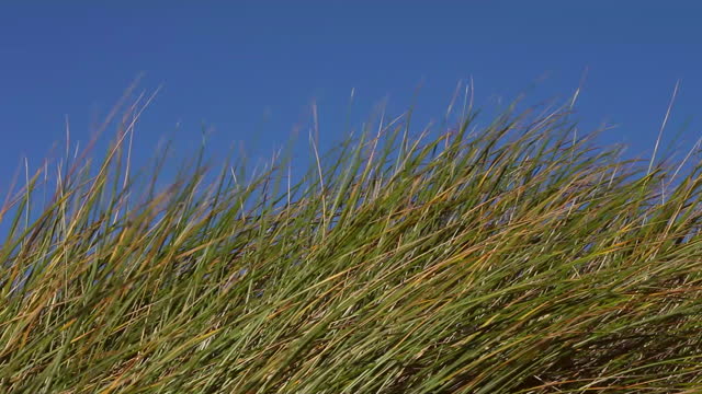 Wind moves grass on the beach