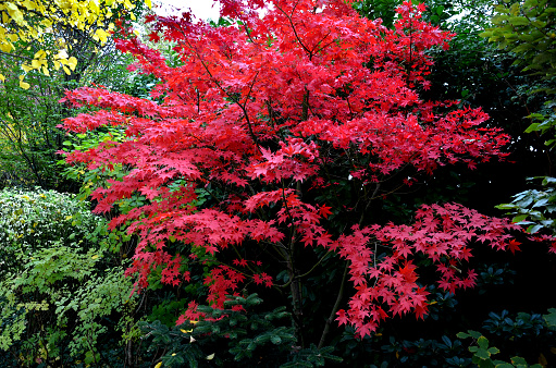 Bloodgood backdrop of a Japanese garden. It is a taller shrub of air habit. thicken the crown to create a relatively compact habitus.   the leaves are deep red, usually seven-lobed, do not change color during the season and remain deeply colored until aut
