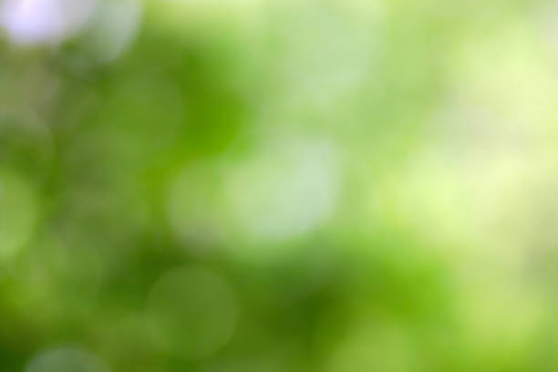 istock bokeh background and sun light for text ,Template mock up and display of product. 1282439927