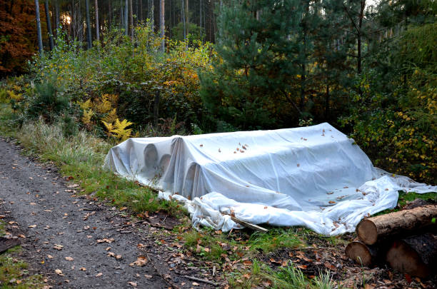 istock Deforestation due to bark beetle calamity, natural woodpecker protection has failed and mining machines must board harvesters and saws. mark trees that are sick. piles of logs must be covered with net 1282440045