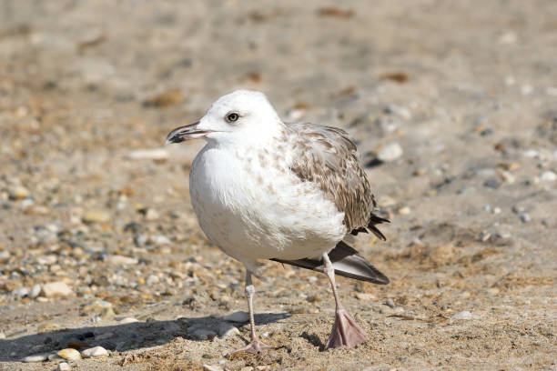 istock one close up adult seagull   (Larus argentatus) 1282442242