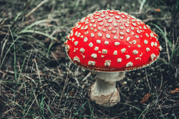 Fly agaric