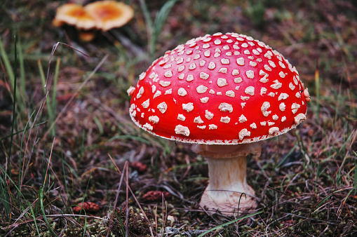 Close-up of a poisonous toadstool growing in the forest in autumn.