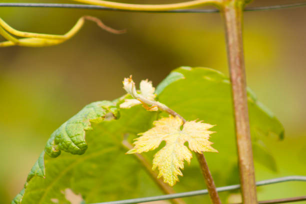 Vine, wires and new leaves in springtime. Winemaking, Vineyard in  Galicia, Spain.