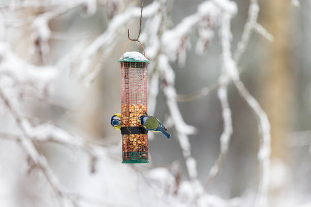 istock Blue tits who eat nuts in a bird feeder 1282445534