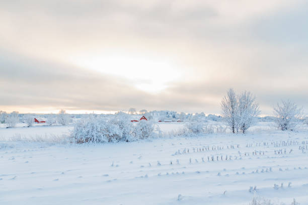 눈과 서리가 내리는 추운 겨울 풍경 - winter landscape sweden snow 뉴스 사진 이미지