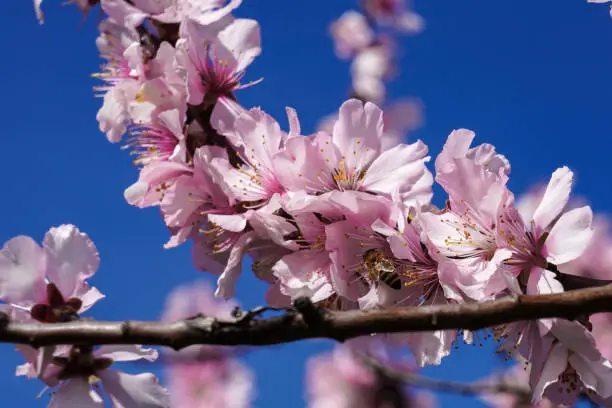 Almond trees, Prunus dulcis blooming, southern wine street, Gimmeldingen Neustadt, Rhineland-Palatinate Germany