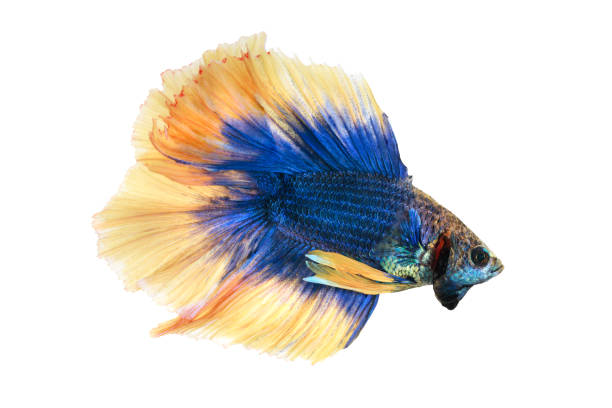 Close up Siamese fighting fish betta splendens (Halfmoon blue and yellow dragon betta ) isolated on white background. long fins and tail.  action fish splendens. Close up Siamese fighting fish betta splendens (Halfmoon blue and yellow dragon betta ) isolated on white background. long fins and tail.  action fish splendens. white halfmoon betta splendens fish stock pictures, royalty-free photos & images