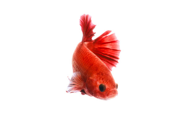 Red beautiful Siamese fighting fish short tail and fin swimming (Halfmoon red dragon betta ) isolated on white background. action fish splendens. Red beautiful Siamese fighting fish short tail and fin swimming (Halfmoon red dragon betta ) isolated on white background. action fish splendens. white halfmoon betta splendens fish stock pictures, royalty-free photos & images