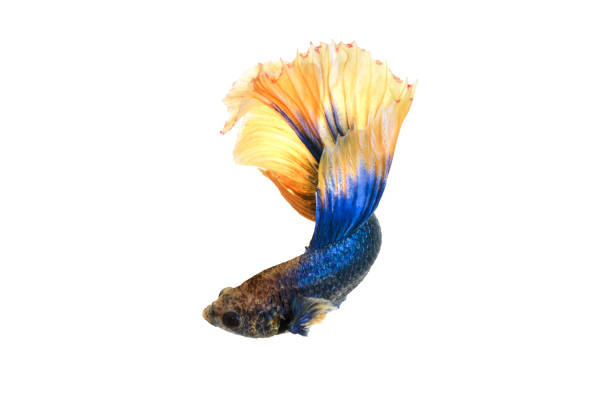 Close up Siamese fighting fish betta splendens (Halfmoon blue and yellow dragon betta ) isolated on white background. long fins and tail.  action fish splendens. Close up Siamese fighting fish betta splendens (Halfmoon blue and yellow dragon betta ) isolated on white background. long fins and tail.  action fish splendens. white halfmoon betta splendens fish stock pictures, royalty-free photos & images