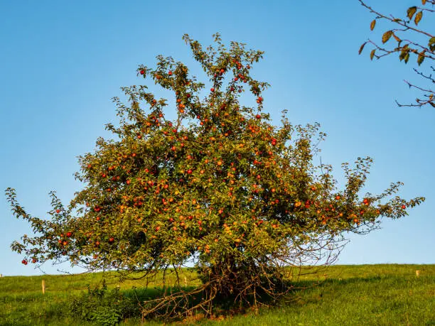 Apple tree at Lake and Nature Protection Area Egglburger See in autumn as seen from West near Ebersberg, Bavaria, Germany