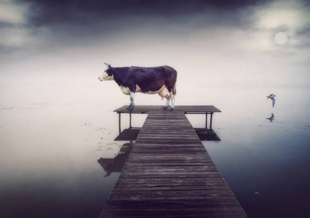 Cow eating grass