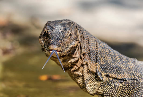 istock Water Monitor Lizard 1282447895