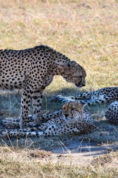 istock group of cheetahs in the savannah 1282449728