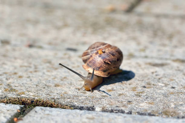 istock A large snail with a shell crawling on a stone slab 1282451488