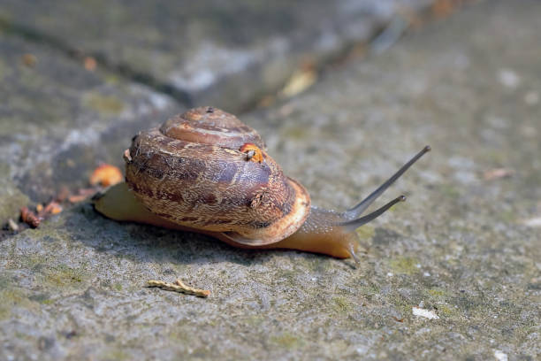 istock A large snail in shell crawling on a stone floor 1282451492