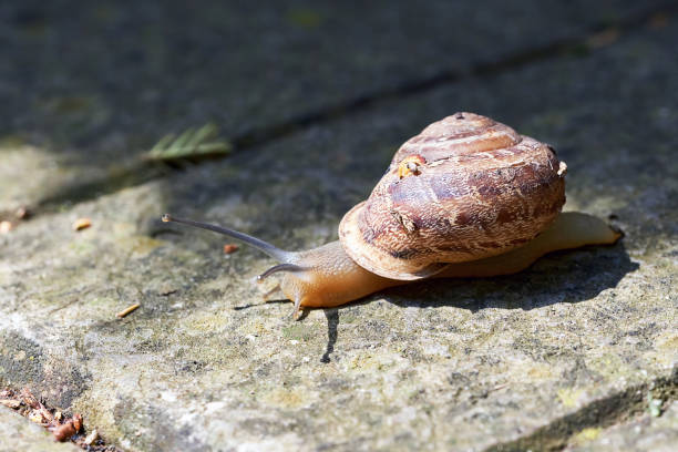 istock Large snail with a shell crawling on the stone floor 1282451554