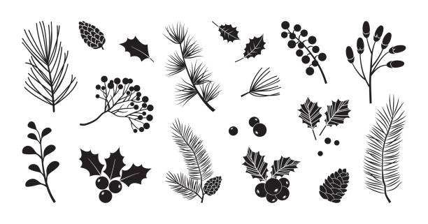 Christmas vector plants, holly berry, christmas tree, pine, leaves branches, holiday decoration, winter symbols. Black silhouettes. Vintage nature illustration Christmas vector plants, holly berry, christmas tree, pine, leaves branches, holiday decoration, winter symbols isolated on white background. Black silhouettes. Vintage nature illustration fir tree pine backgrounds branch stock illustrations