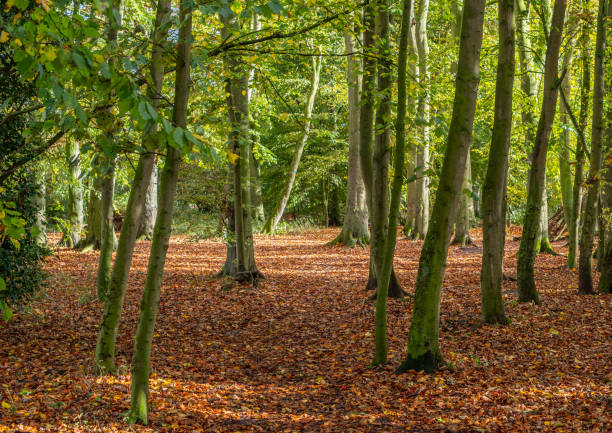 istock Woodland scene with fallen leafs 1282452916