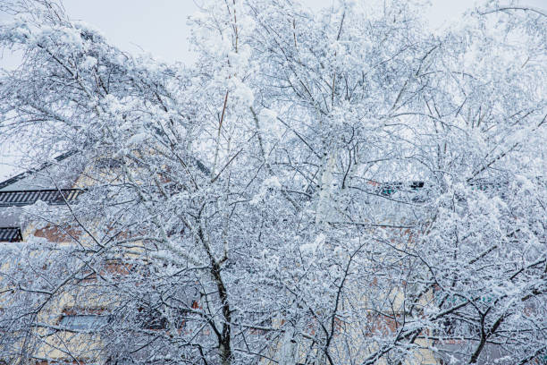 istock Street view under a heavy snowfall in limone piemonte 1282453221