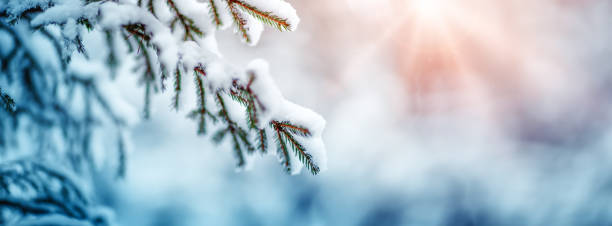 istock Fir-tree covered with snow in the winter fairy forest 1282453971